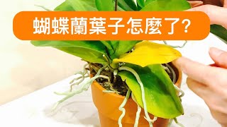 兰花（15）（国语）蝴蝶蘭葉子變黃原因及解決方法