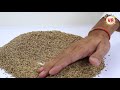 jeera cumin seeds dolphin