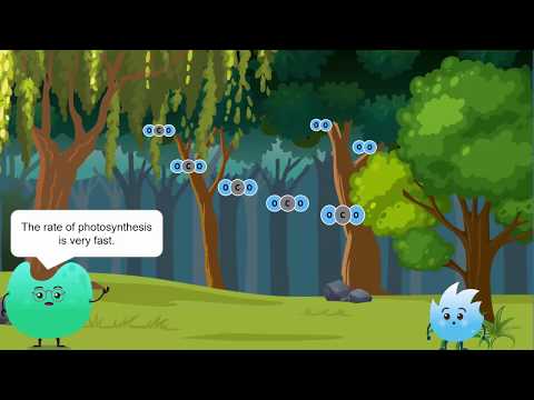 What is the importance of respiration in a green plant?