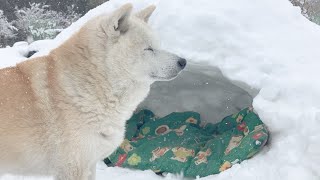 冬眠用、洞穴を発見したシロクマ柴犬