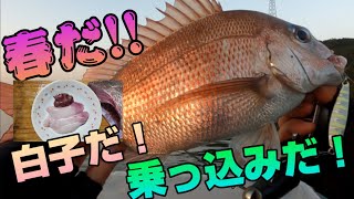 春だ！　白子だ！　乗っ込みだ！　真鯛釣り　タイラバ　スーパーライトジギング　SLJ　ゴムボート　エレキ　瀬戸内海　宇野