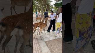 海外の反応 | 恐怖の中で逃げる：鹿との遭遇」 | Nara Deer | 奈良公園の鹿 | 日本の反応 | 奈良 日本 へずまりゅう 奈良公園 #japan #naradeer #zoo