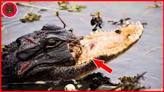 15 Merciless Crocodiles Injured When Hunting And What Happened Next | Crocodile Hunting