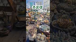 #겨울철 다육이  월동 #다육식물 #succulent #多肉植物 #미스터트롯2 #힐링 #추풍령#이미자노래 #힐링타임