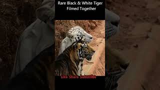 #shorts RARE Black \u0026 White Tiger Filmed Together #blacktiger #whitetiger Pseudo Melanistic Tiger