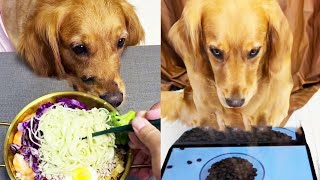 Funny Dog |Delicious dog drooling while staring at the TV#cuihuastory  #cute pet #Animals #dogtricks