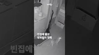 아무도 없는 빈집 ‘홀랑’ 태운 범인, 잡고 보니 고양이였다 [강남대로315]