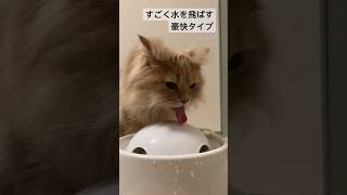 水は豪快に飲むタイプのお猫様　#cat  #ねこ  #ロック  #ラガマフィン