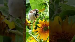 birds @ Sunflower @ eating.  beautiful birds@ chittu kuruvi