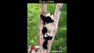 😁தூக்கிப்போட்டு மிதிப்பேன்🤣#animalmindvoice #trendingvideo #shortvideo #viralvideo