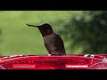 best hummingbird nectar is it sugar water or kaytee electronectar birds choose