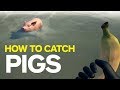 Sea of Thieves - How to Capture a Pig