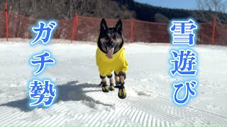 【Snow Park】My German Shepherd Dog’s 3rd Time Playing in the Snow Was TOO Intense lol