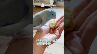 バナナもらって大興奮のマメルリハの豆太🐦 #マメルリハ #shorts #癒し