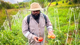 PORQUE la AGRICULTURA no funciona en Guinea Ecuatorial