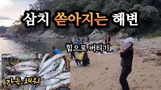 너무 많이 나와 ~  몸살나도 몰라유!! (#삼치낚시 #거제낚시 )fishing