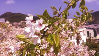 거제의 봄 Spring in Geoje island (April 2018)