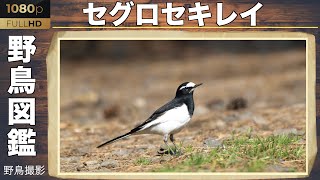 【野鳥図鑑】背鰭の美しい”セグロセキレイ”　野鳥撮影