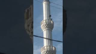 Turgutlu’da Tilki Minareye Çıktı