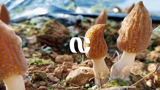 Gourmet China, Yunnan Characteristic Morel Cultivation Industry | AOCHUAN Gimbal