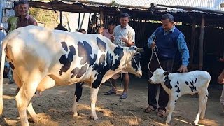 @আজ ২৮/১২/২৪ | উন্নত জাতের দুধের গাভী ও বাছুর গরুর দাম | আফতাবগঞ্জ হাট |দিনাজপুর