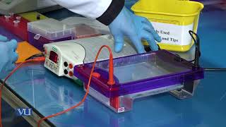 Quantification of Nucleic Acids by Gel Elect | Essentials of Genetics (Practical) | BIO505P_Topic006