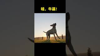 哇，牛逼！#dog #小狗 #狗 #狗狗