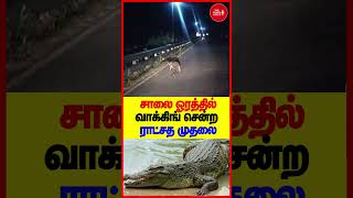 சாலை ஓரத்தில் வாக்கிங் சென்ற ராட்சத முதலை  #tamilnews