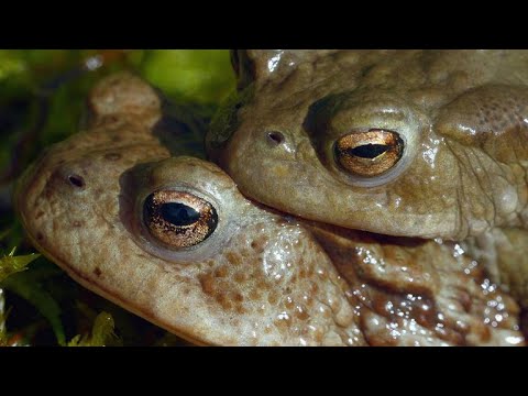 Do female frogs eat male frogs?