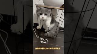 #ラガマフィン #猫 #おっちょこちょい