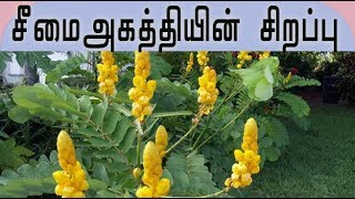 Cassia alata plant medicinal uses  ( சீமைஅகத்தியின் வைத்திய முறைகள்  )