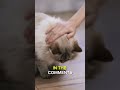 cat learns to high five in 30 seconds