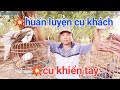 Cách Huấn Luyện Cu Gáy | Cu Đất | Thành Cu Khách Cu Khiển Tay Hiệu Quả Nhất | đam mê độc lạ