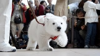 ホッキョクグマ赤ちゃん、初めてのお散歩