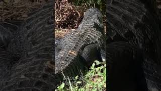 Big Alligator in the Florida Everglades