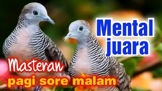 Masteran perkutut para juara,ngerooolll panjang,kesukaan para juri