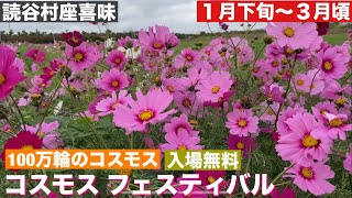 コスモス フェスティバル in よみたん