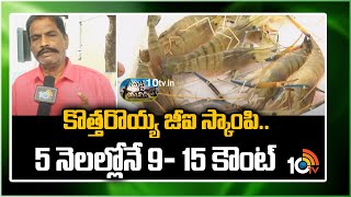 కొత్తరొయ్య జీఐ స్కాంపి.. 5 నెలల్లోనే 9- 15 కౌంట్ | Profits With GI Scampi Shrimp Cultivation | 10TV