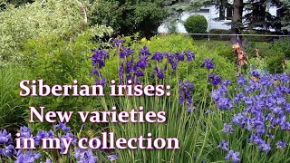 Siberian irises - my  new collection. How to grow Siberian Iris or Iris Sibirica | Alexa's Garden