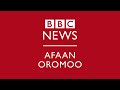 bbc afaan oromoo ammaji 15 2025