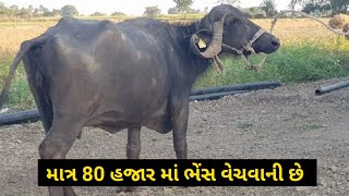 હિતેશ ભાઈ: 9327795114 , 🛑 આ ભેંસ વેચવાની છે @DRFarmerDilipRam