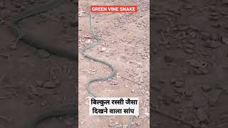 बिल्कुल रस्सी जैसा दिखने वाला सांप green veni snake #shorts #yogendravloge #snake #greensnak