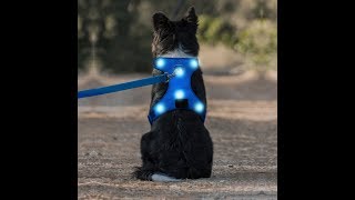 How to Make Your Dogs Outstanding When Dog Walking?| Domi LED Dog Harness Can Make it!