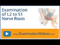 Examination of L2 to S1 Nerve Roots