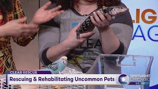 Rescuing \u0026 Rehabilitating Uncommon Pets