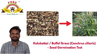 Kolukattai / Buffel / Anjan Grass (Cenchrus ciliaris) - Seed Germination Test || Agri. Muthamizhan