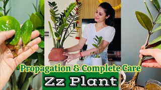 Zz Plant Propagation \u0026 Care Guide || Zz पौधों को कैसे उगाएं? || Tips For Zz Plant