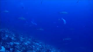 scuba dive maldives deep south - oceanic white tip sharks