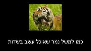 שיר דויטש | השיר שכתבת (שיר מקורי)