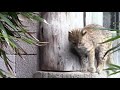 夕暮れに飛び回るアムールヤマネコ四兄妹 （井の頭自然文化園） leopard cat babies